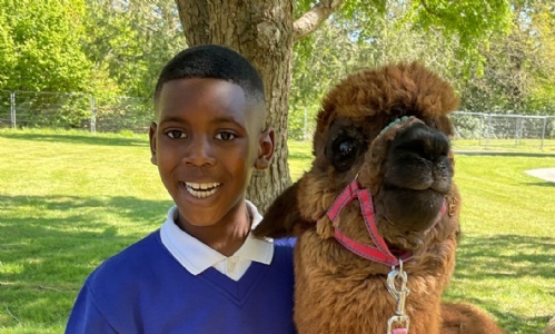 Close up of a student with his arm round one of the alpacas